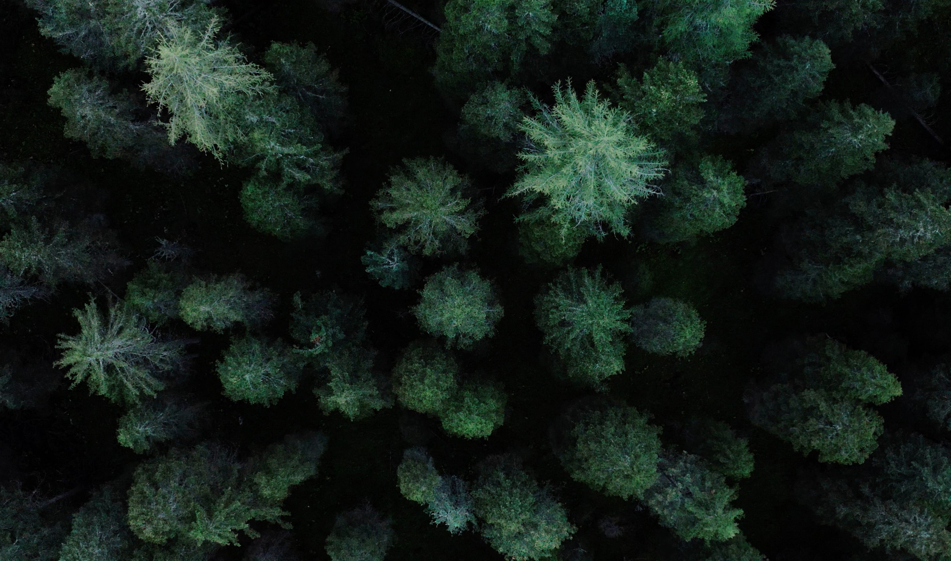 An overview of a lush forest filled with dense green trees