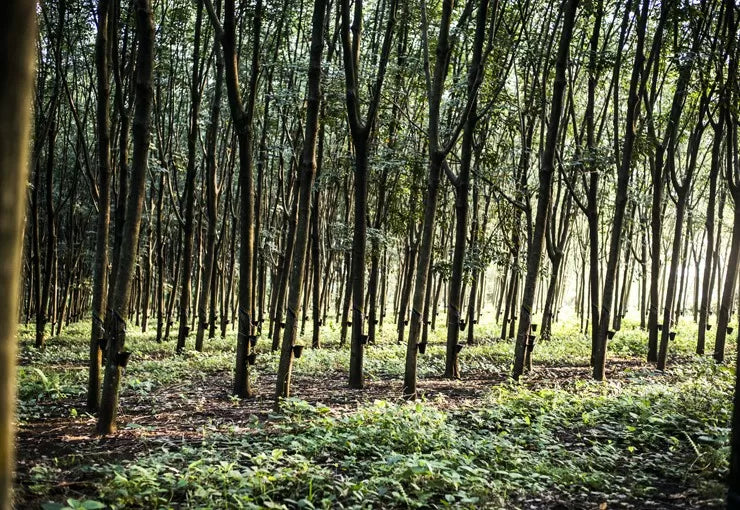 A forest with trees organized in neat lines, the sunlight gently peeking through the branches